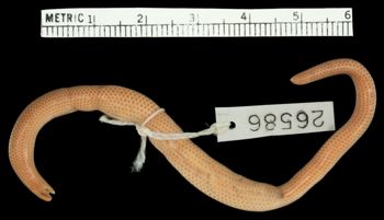 Media type: image;   Herpetology R-26586 Aspect: ventral